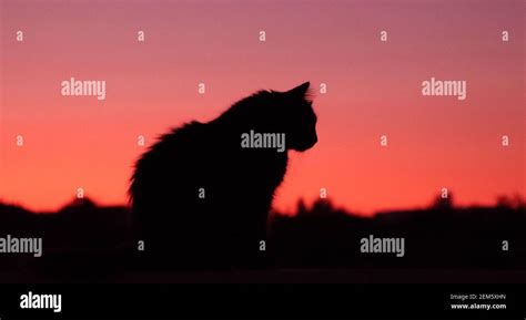 Summer Sunset with a fluffy cat silhouette Stock Photo - Alamy