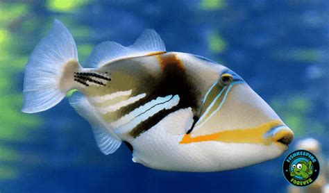 Picasso Trigger (Rhinecanthus aculeatus) Fishkeepers Guide ...