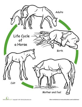 Complete Life Cycle Of A Thoroughbred Horse