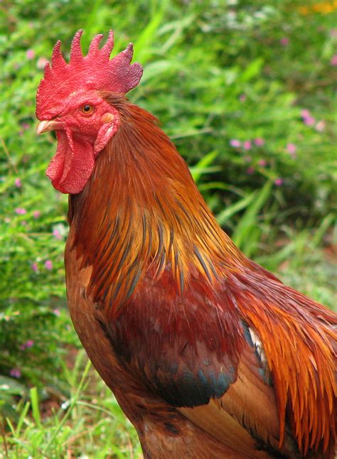 File:Karnataka rooster.jpg - Wikimedia Commons