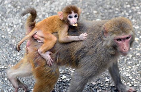 Gene-modified autistic monkeys could lead to a cure for humans | Engadget