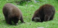 American black bear, Ursus americanus