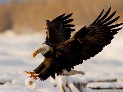 Attack eagle, birds, eagle, attack, snow, HD wallpaper | Peakpx