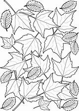 Fall Leaves Coloring Pages For Kids Sketch Page sketch template