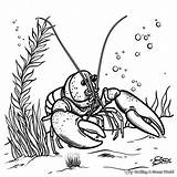 Lobster Coloring Pages  Free & Printable sketch template