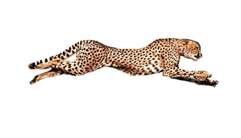 Cheetah PNG Transparent Images, Pictures, Photos | PNG Arts