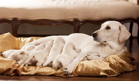 Breeding Labs: Should My Dog Have Puppies?