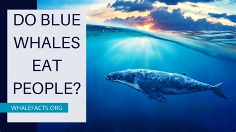 Do Blue Whales Eat People? | Interesting Facts and Information | Whale Facts