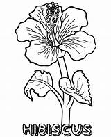 Hibiscus Flower Coloring Pages Printable sketch template