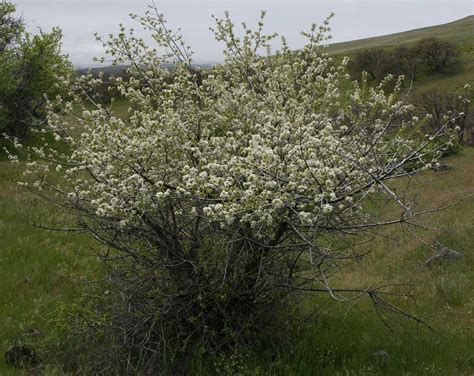 Bitter cherry facts and health benefits