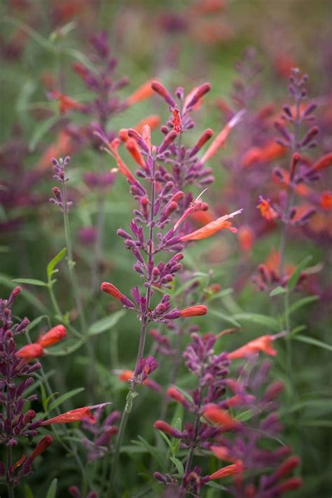 Agastache rupestris "Apache Sunset" (11) | Seed catalogs, Flower seeds ...