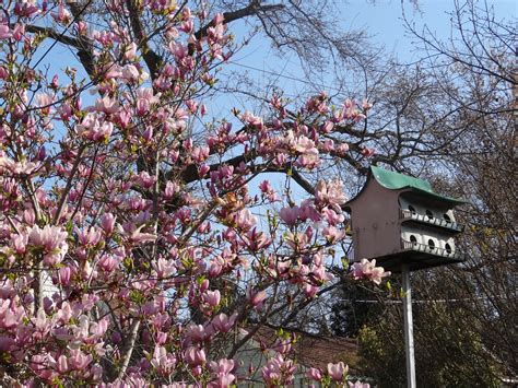 Milledgeville Georgia. Bird cote and magnolia blooms. | Flickr
