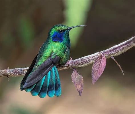 Judylynn Malloch Species: Lesser Violetear Location: Savegre, Costa ...