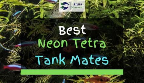 13 Best Neon Tetra Tank Mates (With Pictures) | Aqua Movement