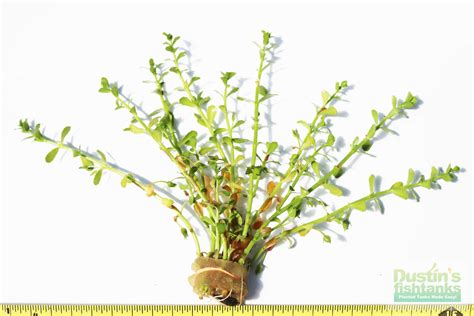 Bacopa Monnieri (Moneywort- HARDY Stem Plant) – DustinsFishtanks