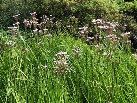 Tour of the Aarhus Botanical Garden in Denmark