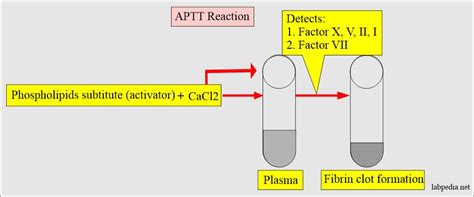 Coagulation:- part 6 - Activated Partial Thromboplastin Time (APTT), Partial thromboplastin time ...