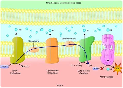 Electron Transport Chain Steps