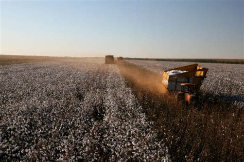 660+ Cotton Harvest Machine Stock Photos, Pictures & Royalty-Free ...