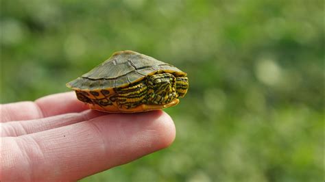 I Found a Baby Turtle! - YouTube