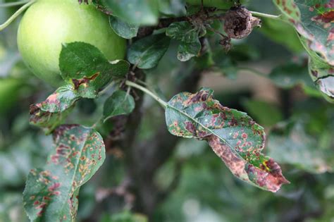 Apple Scab Disease and How to Identify and Prevent It