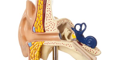 Perforated Eardrum - Symptoms, Causes, Treatments