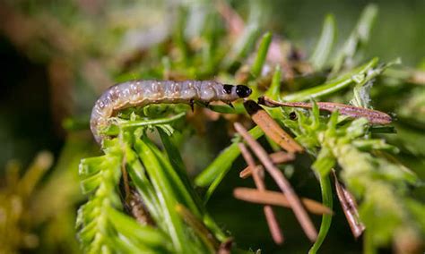 Spruce Budworm: Slowing The Conifer Destroyer • TasteAndCraze