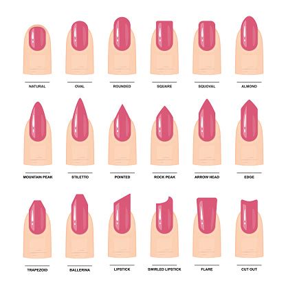 Big Set Of Different Nail Shapes Manicure Guide Vector Illustration Stock Illustration ...