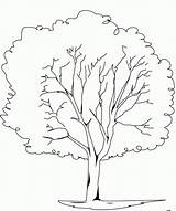 Elm Tree Coloring Pages Sketch Page sketch template