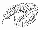 Millipede Coloring Page For Adults  Free Printable In 2024 Insect sketch template