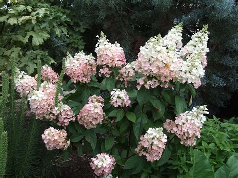 3.11. Hydrangea paniculata | Larc316 blog of Lucia