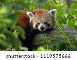 Red Panda Resting on a log image - Free stock photo - Public Domain photo - CC0 Images
