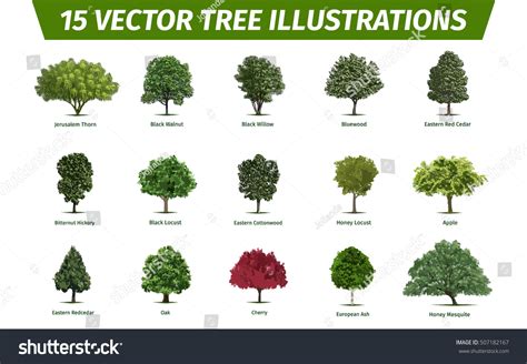 Different Tree Sorts Names Illustrations Tree Stock Vector (Royalty ...