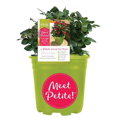 The Petite Knock Out® Rose | Planting roses, Container roses, Decorative containers