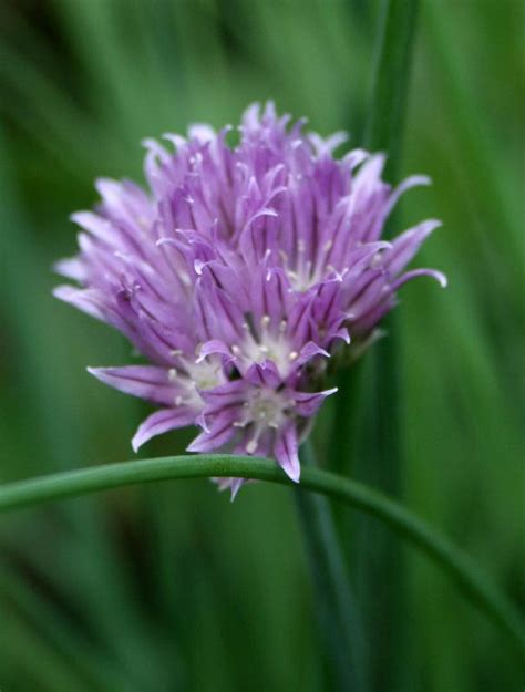 Chives: Plant Care and Collection of Varieties - Garden.org