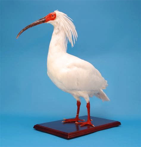 Japanese Crested Ibis