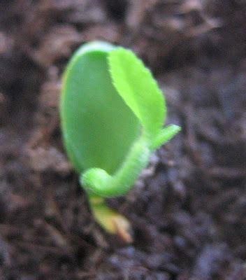 Lemon seed germination