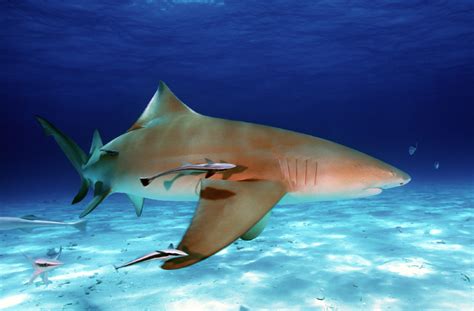 Lemon Shark Facts | Extreme Shark Facts!