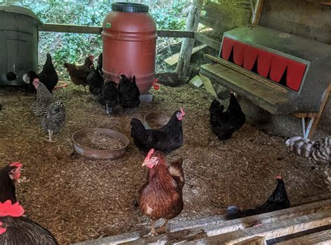 Chicken Run Roof: Why Cover Your Chicken Run? - Self Reliant Farms