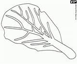 A chard Leaf coloring page Printable Game sketch template