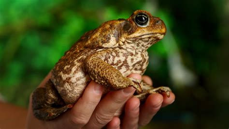 Territory Day memory: 2005-2006: Cane toads reach Darwin after first crossing Northern Territory ...
