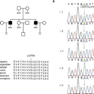 Identification of a homozygous ACTL7A mutation in the two infertile ...