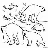 Arctic Animals Coloring Page 68322 54901 sketch template