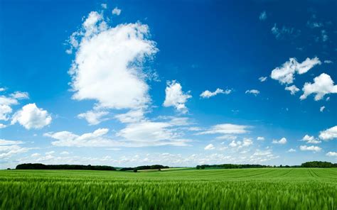 Wallpapers Box: Wheat Green Fields High Definition Wallpapers
