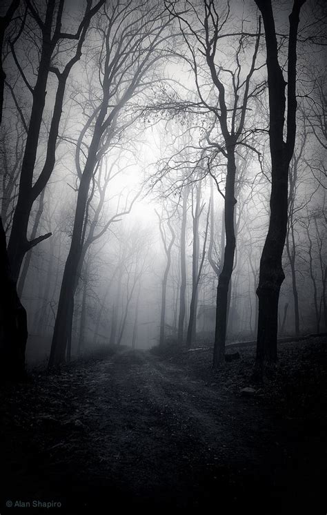 It was creepy foggy this morning EXPLORED 1-14-2013 | Mystical forest, Dark photography, Dark forest