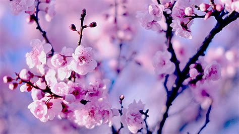 Sakura PC Wallpapers - Top Free Sakura PC Backgrounds - WallpaperAccess