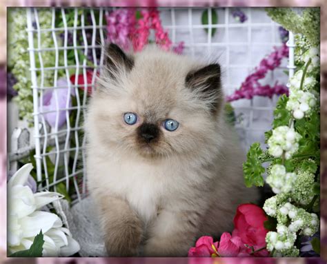 Himalayan Kittens | Himalayan Kittens For Sale | Himalayan Cats