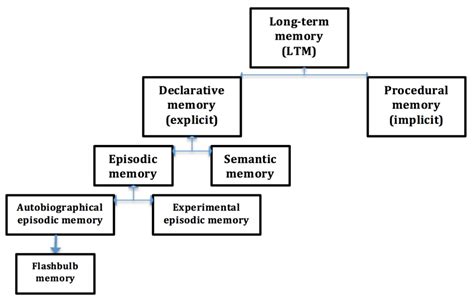 Episodic, Procedural and Semantic Memory | tutor2u Psychology