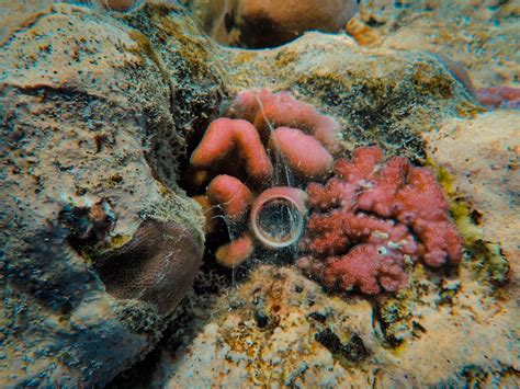 Red Coral on Rock Underwater · Free Stock Photo