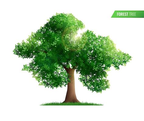 Free Vector | Forest tree isolated